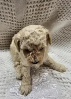 Cream puff, a female Poodle - Toy  for sale in Wayne, WV – Photo 2 of 2