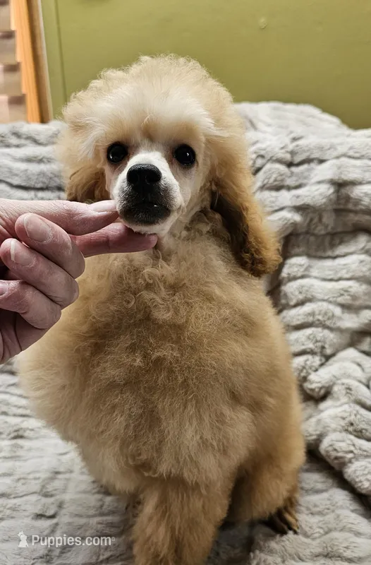 Cream puff – Poodle - Toy  puppy for sale in Wayne, WV