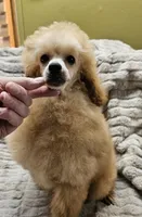 Cream puff, a female Poodle - Toy  for sale in Wayne, WV – Photo 1 of 4