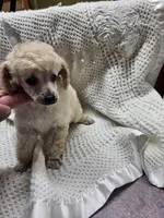 Cream puff, a female Poodle - Toy  for sale in Wayne, WV – Photo 2 of 3