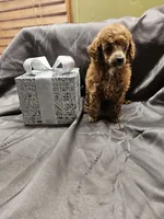 Cherry, a female Poodle - Toy  for sale in Wayne, WV – 2 of 3