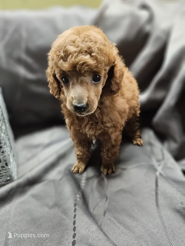 Cherry – Poodle - Toy  puppy for sale in Wayne, WV