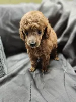 Cherry, a female Poodle - Toy  for sale in Wayne, WV – 1 of 3
