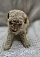 Carmellow, a male Poodle - Toy  for sale in Wayne, WV – Photo 2 of 2