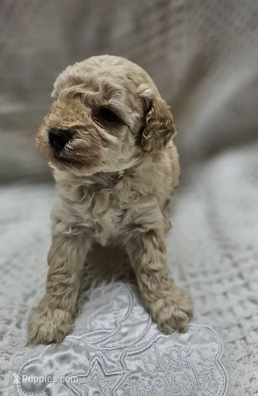 Carmellow – Poodle - Toy  puppy for sale in Wayne, WV