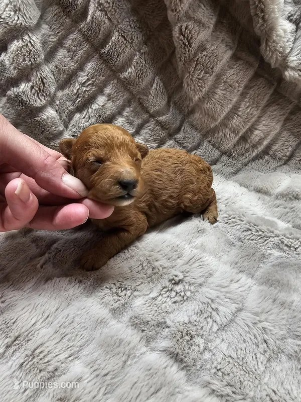 Cherry – Poodle - Toy  puppy for sale in Wayne, WV