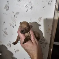 Ginger, a female Poodle - Toy  for sale in Wayne, WV – Photo 6 of 6