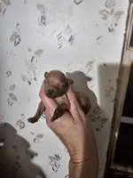 Ginger, a female Poodle - Toy  for sale in Wayne, WV – Photo 6 of 6