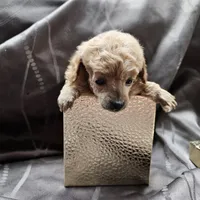 Ginger, a female Poodle - Toy  for sale in Wayne, WV – Photo 2 of 6