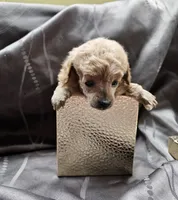 Ginger, a female Poodle - Toy  for sale in Wayne, WV – Photo 2 of 6