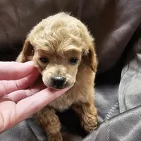 Ginger, a female Poodle - Toy  for sale in Wayne, WV – Photo 1 of 6