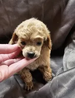 Ginger, a female Poodle - Toy  for sale in Wayne, WV – Photo 1 of 6