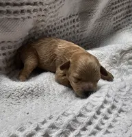 Ginger, a female Poodle - Toy  for sale in Wayne, WV – Photo 5 of 6