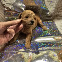 Ginger, a female Poodle - Toy  for sale in Wayne, WV – Photo 4 of 6