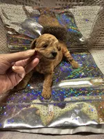 Ginger, a female Poodle - Toy  for sale in Wayne, WV – Photo 4 of 6