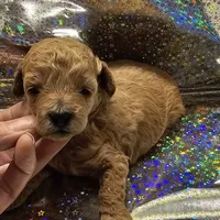 Ginger, a female Poodle - Toy  for sale in Wayne, WV – Photo 3 of 6