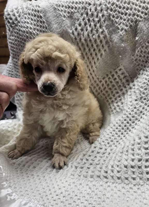 Carmellow – Poodle - Toy  puppy for sale in Wayne, WV