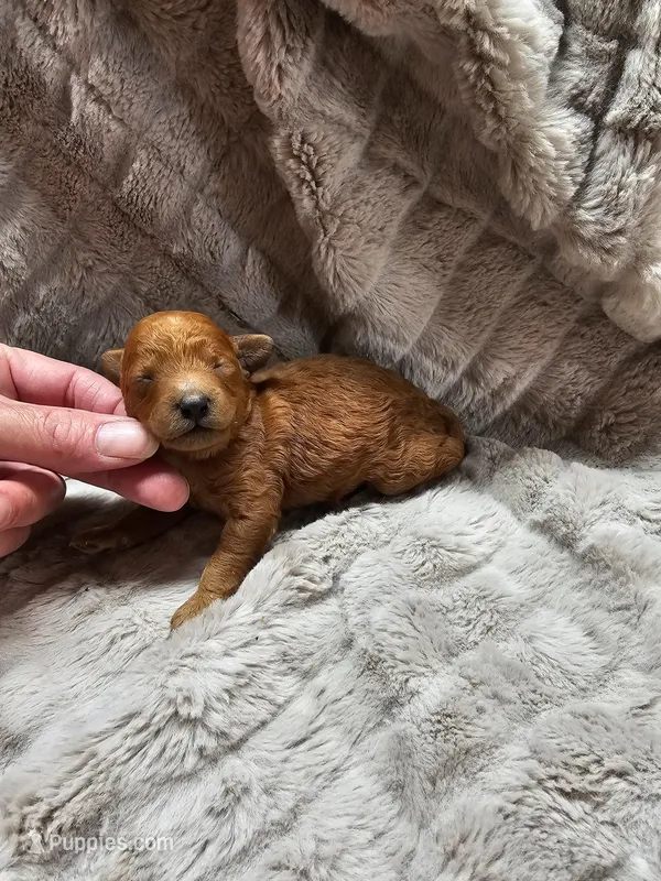 Rusty – Poodle - Toy  puppy for sale in Wayne, WV