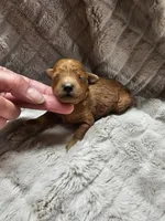 Rusty, a male Poodle - Toy  for sale in Wayne, WV – Photo 2 of 2