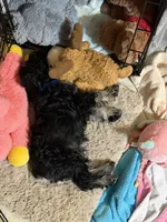 Walter, a male Miniature Schnauzer for sale in Ida Grove, IA – 5 of 8
