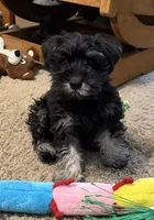 Walter, a male Miniature Schnauzer for sale in Ida Grove, IA – 4 of 8