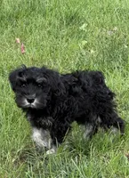 Walter, a male Miniature Schnauzer for sale in Ida Grove, IA – 8 of 8