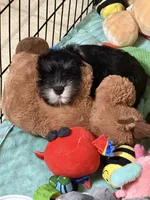 Arthur, a male Miniature Schnauzer for sale in Ida Grove, IA – 3 of 6