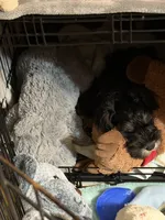 Arthur, a male Miniature Schnauzer for sale in Ida Grove, IA – 5 of 6