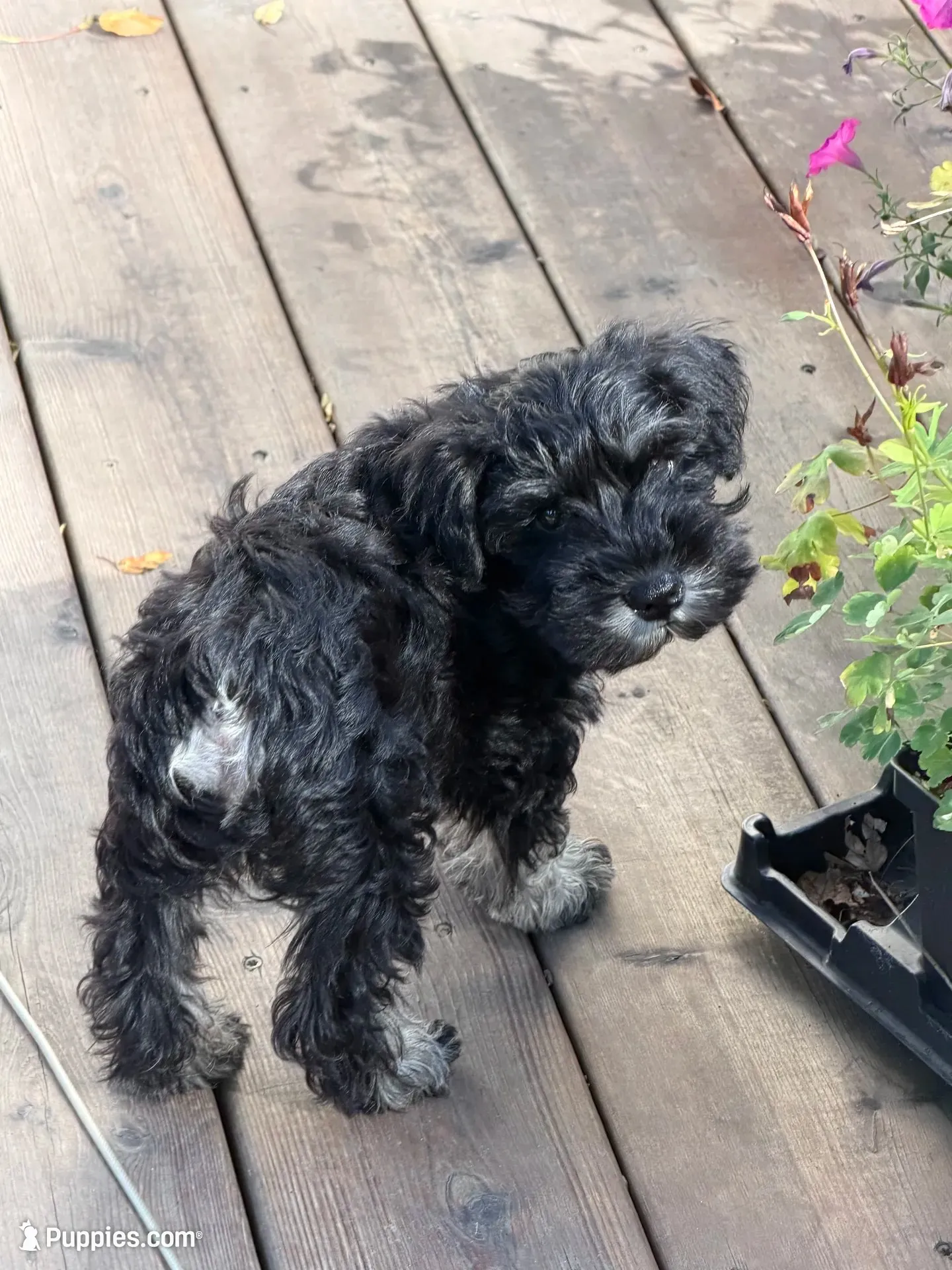 Walter, a male Miniature Schnauzer for sale in Ida Grove, IA – 2 of 8