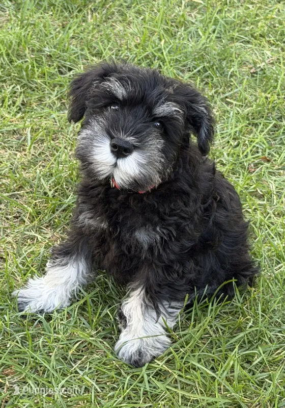 Arthur – Miniature Schnauzer puppy for sale in Ida Grove, IA