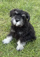 Arthur, a male Miniature Schnauzer for sale in Ida Grove, IA – 1 of 6