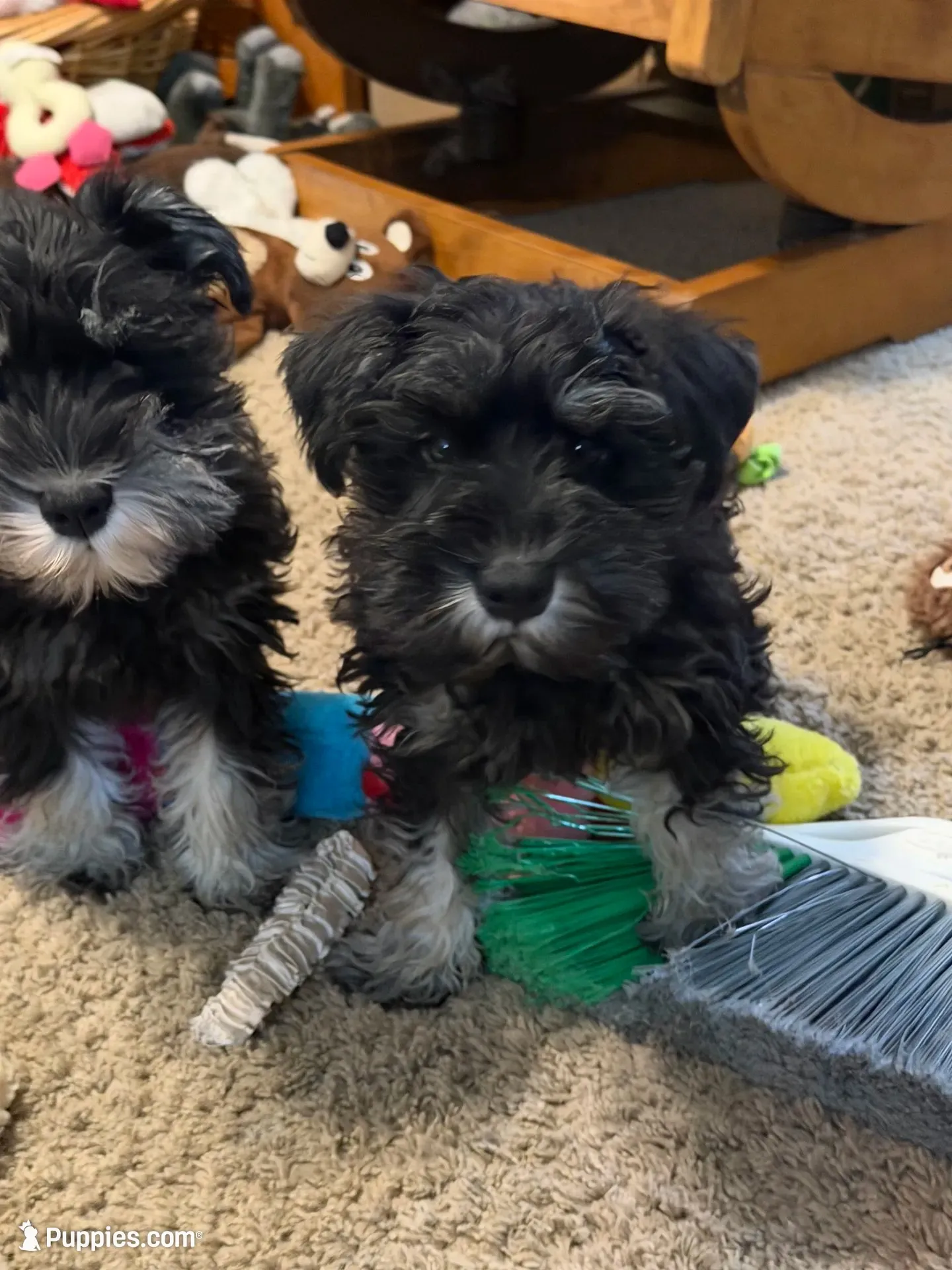 Walter, a male Miniature Schnauzer for sale in Ida Grove, IA – 3 of 8