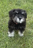 Arthur, a male Miniature Schnauzer for sale in Ida Grove, IA – 2 of 6