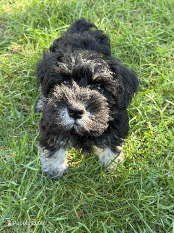 Walter – Miniature Schnauzer puppy for sale in Ida Grove, IA