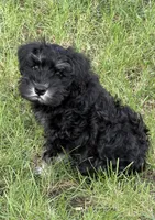 Walter, a male Miniature Schnauzer for sale in Ida Grove, IA – 7 of 8
