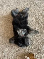 Arthur, a male Miniature Schnauzer for sale in Ida Grove, IA – 6 of 6