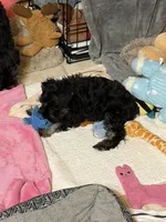 Arthur, a male Miniature Schnauzer for sale in Ida Grove, IA – 4 of 6
