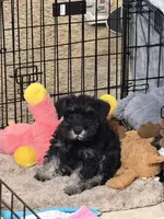 Walter, a male Miniature Schnauzer for sale in Ida Grove, IA – 6 of 8