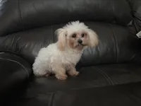 Lilly , a female Shihpoo for sale in Goshen, IN – 5 of 10