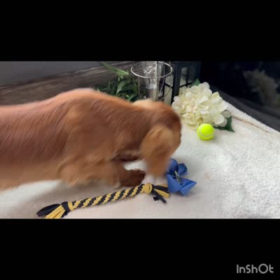 Winston , a male Cavalier King Charles Spaniel for sale in Goshen, IN – 9 of 10