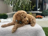 Abner , a male Miniature Goldendoodle for sale in Goshen, IN – 7 of 8