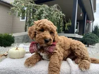 Asher , a male Miniature Goldendoodle for sale in Goshen, IN – 9 of 10