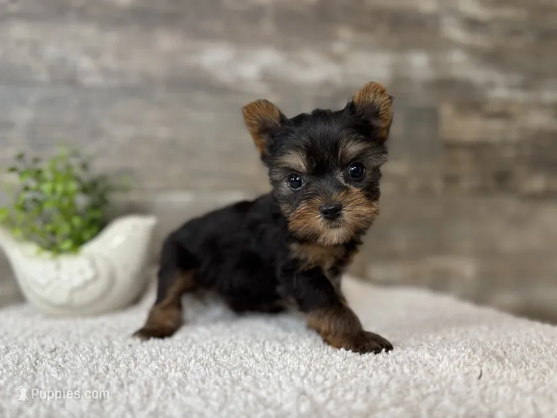 Simon – Yorkshire Terrier puppy for sale in Goshen, IN