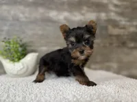 Simon, a male Yorkshire Terrier for sale in Goshen, IN – 1 of 2