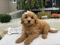 Bella , a female Miniature Goldendoodle for sale in Goshen, IN – 2 of 8