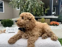Clifford , a male Miniature Goldendoodle for sale in Goshen, IN – 3 of 6