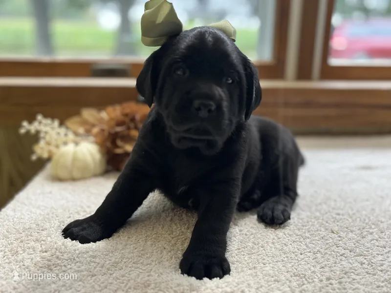 Molly  – Labrador Retriever puppy for sale in Goshen, IN