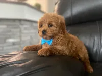 Roger, a male Miniature Goldendoodle for sale in Goshen, IN – Photo 4 of 5