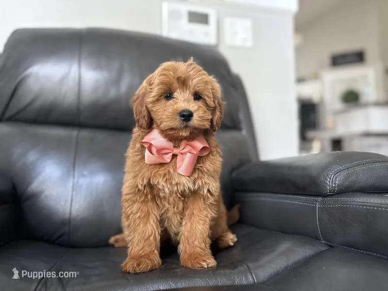 Roger – Miniature Goldendoodle puppy for sale in Goshen, IN