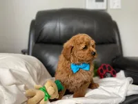 Roger, a male Miniature Goldendoodle for sale in Goshen, IN – Photo 2 of 5